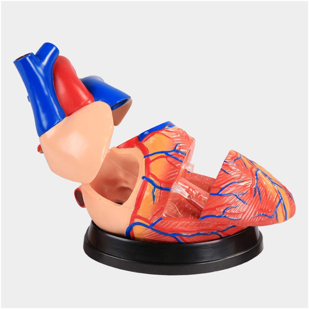 Modello anatomico Cardiaco - Modello educativo Modello di Cuore Umano - Struttura Anatomica Modello Medico - per studi Studio Classe Attrezzature scientifiche