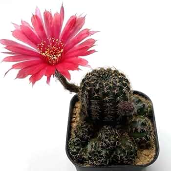 多肉植物　花サボテン　ロビビア属　L-22 （カキコ） 多肉植物 花サボテン ロビビア属 L-22 （カキコ）