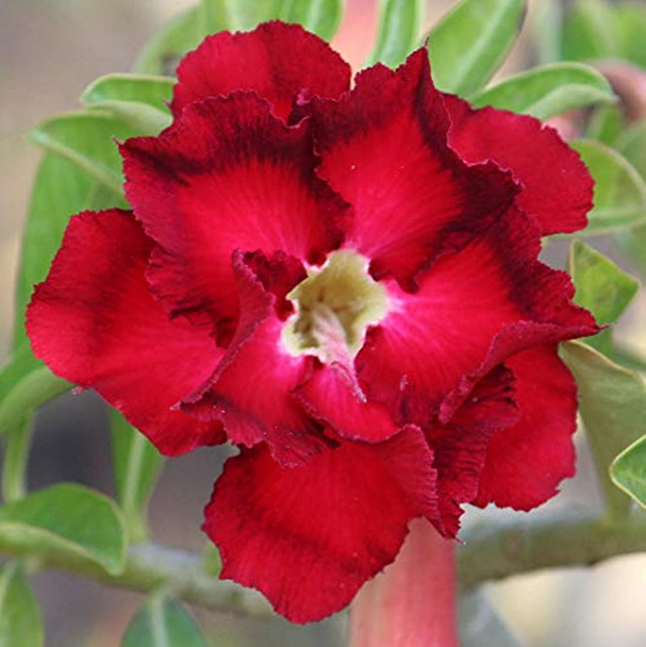 GREEN ISLAND Adenium Grafted Flower Live Plant with pot & Free 50 gm Fertilizers (Red) (B09FXZ8CZF) Amazon Price History, Amazon Price Tracker