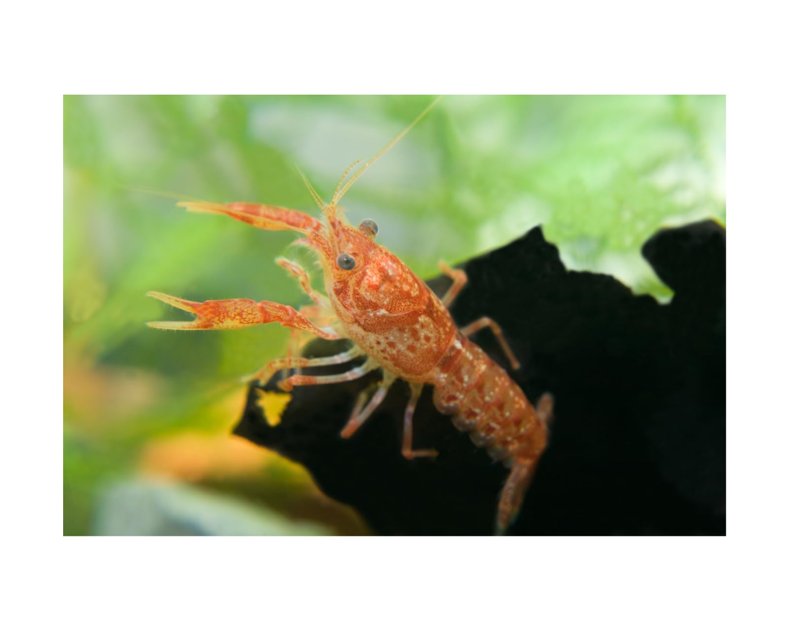 10 Live CPO Mexican Orange Dwarf Crayfish CPO – Breeder Group (4 Males, 6 Females)