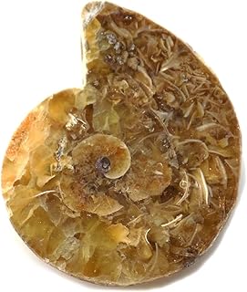 Ammonite Shell Cabochon, Natural Ammonite, Free Form Shape, 37Carat, 33x25x6MM SC-5112