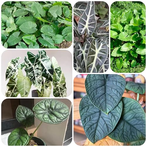 semillas de alocasia maceta plantas para exterior de bonsái jardín interior, fácil cultivo, macetas de cultivo También para lugares más oscuros, plantas verdes 150pcs