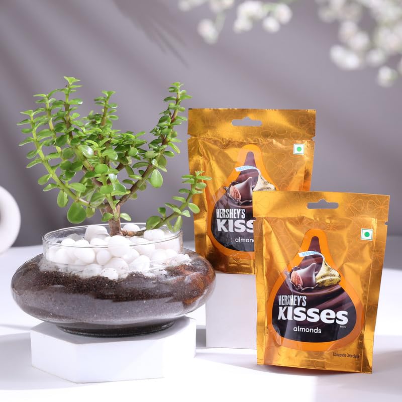 FlowerAura Premium Air Purify Live Jade Terrarium Plant With 2 Chocolate Pack For Home & Office Decor, Christmas Gift, New Year Gift, Wedding Gift, Anniversary Gift & Birthday Gift (Same Day Delivery) FlowerAura Premium Air Purify Live Jade Terrarium Plant With 2 Chocolate Pack For Home & Office Decor, Christmas Gift, New Year Gift, Wedding Gift, Anniversary Gift & Birthday Gift (Same Day Delivery)