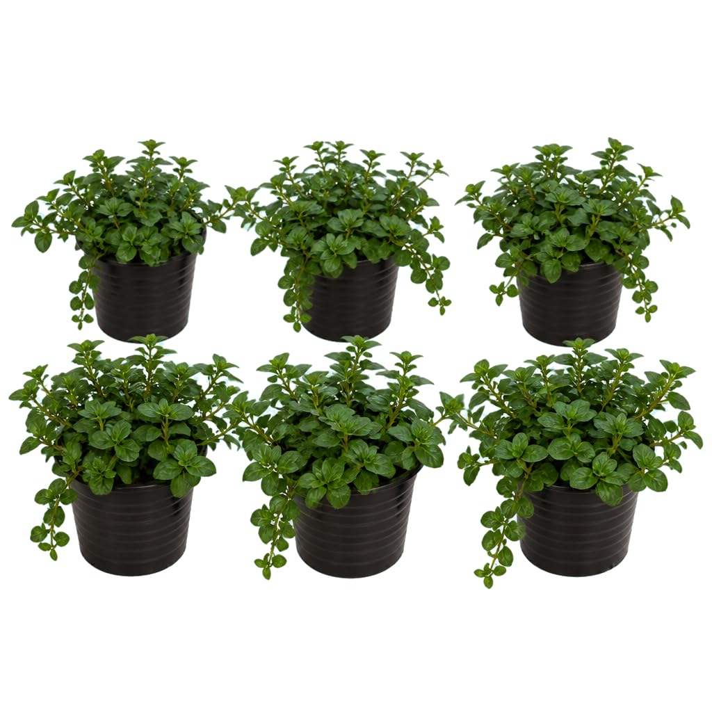 DECOALIVE Set de 6 Unidades: Mentha Piperita, Menta Negra, 25-30 cm de Altura, para Amantes de las Aromáticas