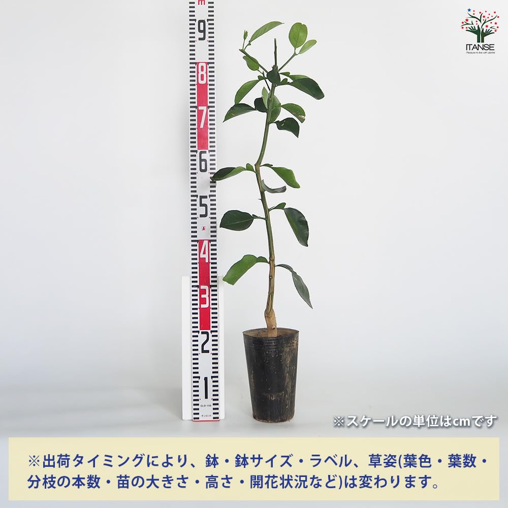 Amazon.co.jp: ITANSE スイーティー (オロブロンコ) 4.5号 1個