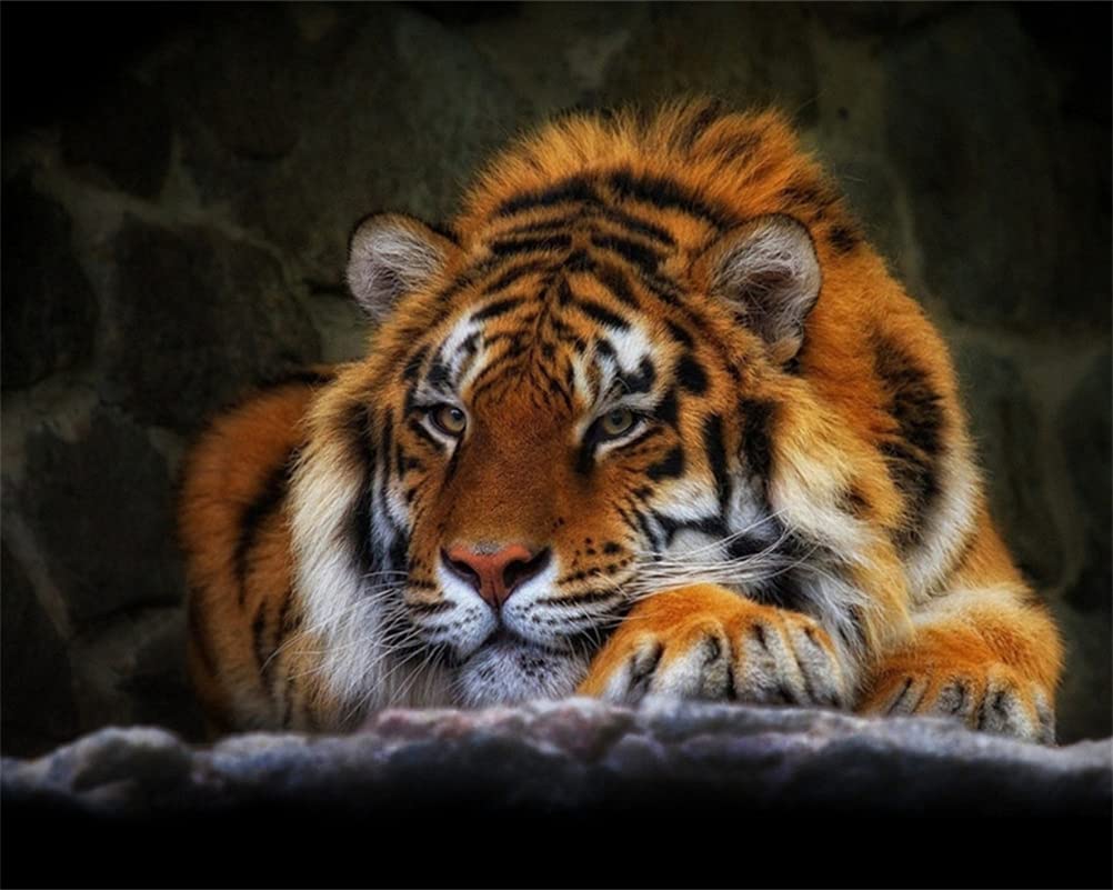 Meecaa Paint by Numbers Sleeping Tiger Animal Kit for Adults Beginner DIY Oil Painting 16x20 inch (Tiger, No Frame)