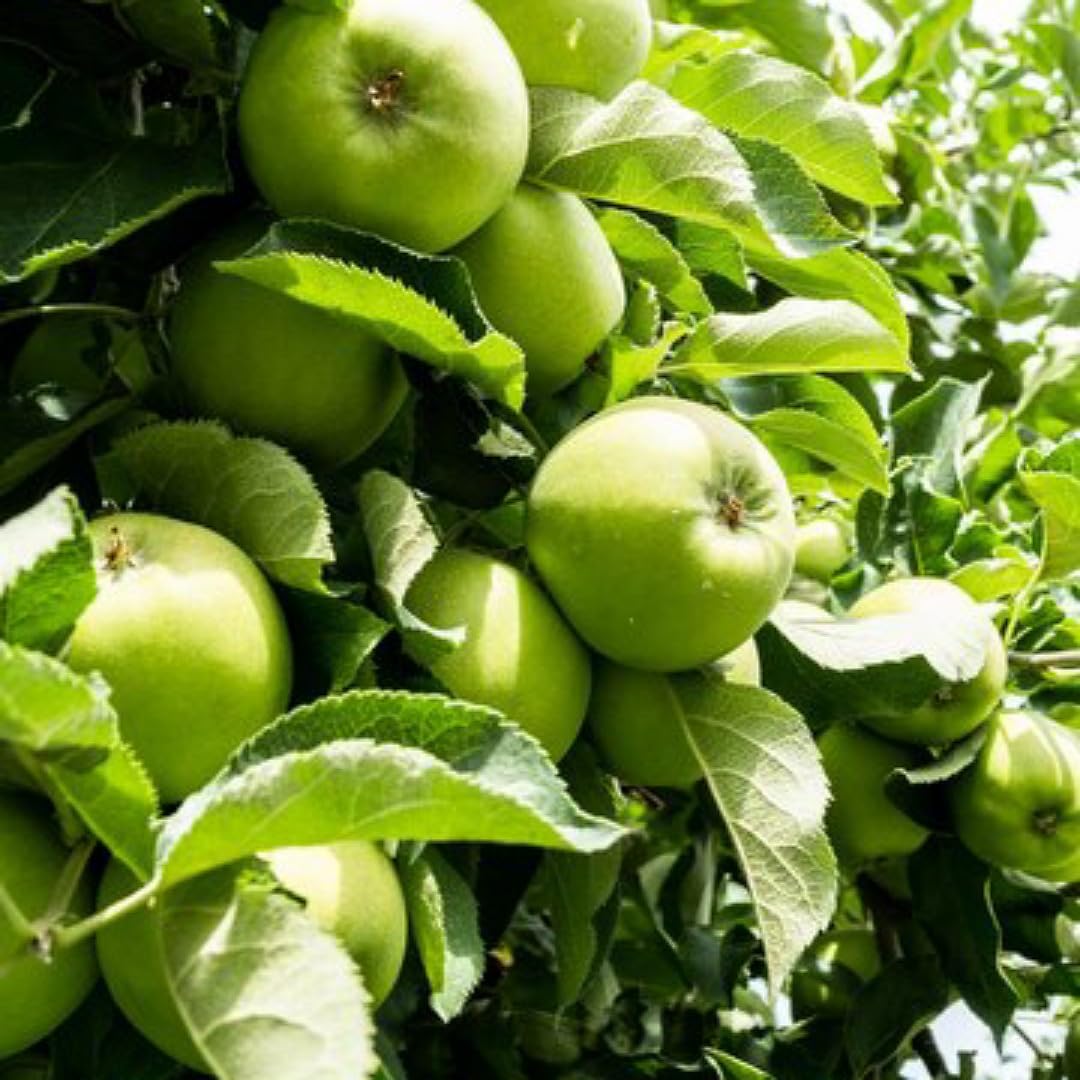 MITU Natural Live Sweet Green apple plant - Organic Grafted Plant