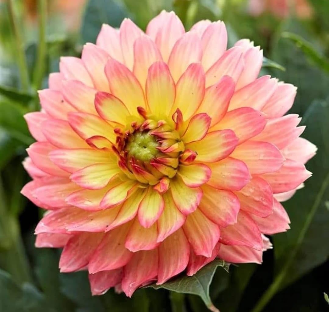 Peach Pink Dahlia Flower Bulbs, Decorative Dahlia Planting Tubers for Home Garden, Seasonal Blooming Flower Plant, Outdoor Garden Bulbs for Balcony Terrace Pots and Landscape-image-30