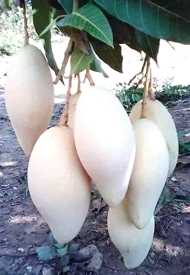 GreenWorld Special Thailand White Mango Plant All Time Mango,GRAFTED Healthy Live plant Pack of 1 (Fruit After 1 Year) (B0CBMWJBTW) Amazon Price History, Amazon Price Tracker