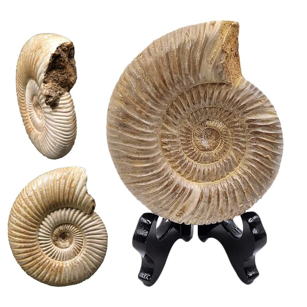 Natürlicher weißer Chrysanthemenstein Schnecke Marine Fossil Exemplar Ammonit Spirale Handwerk mit Basis für Fossil-Sammlungen und Bildung