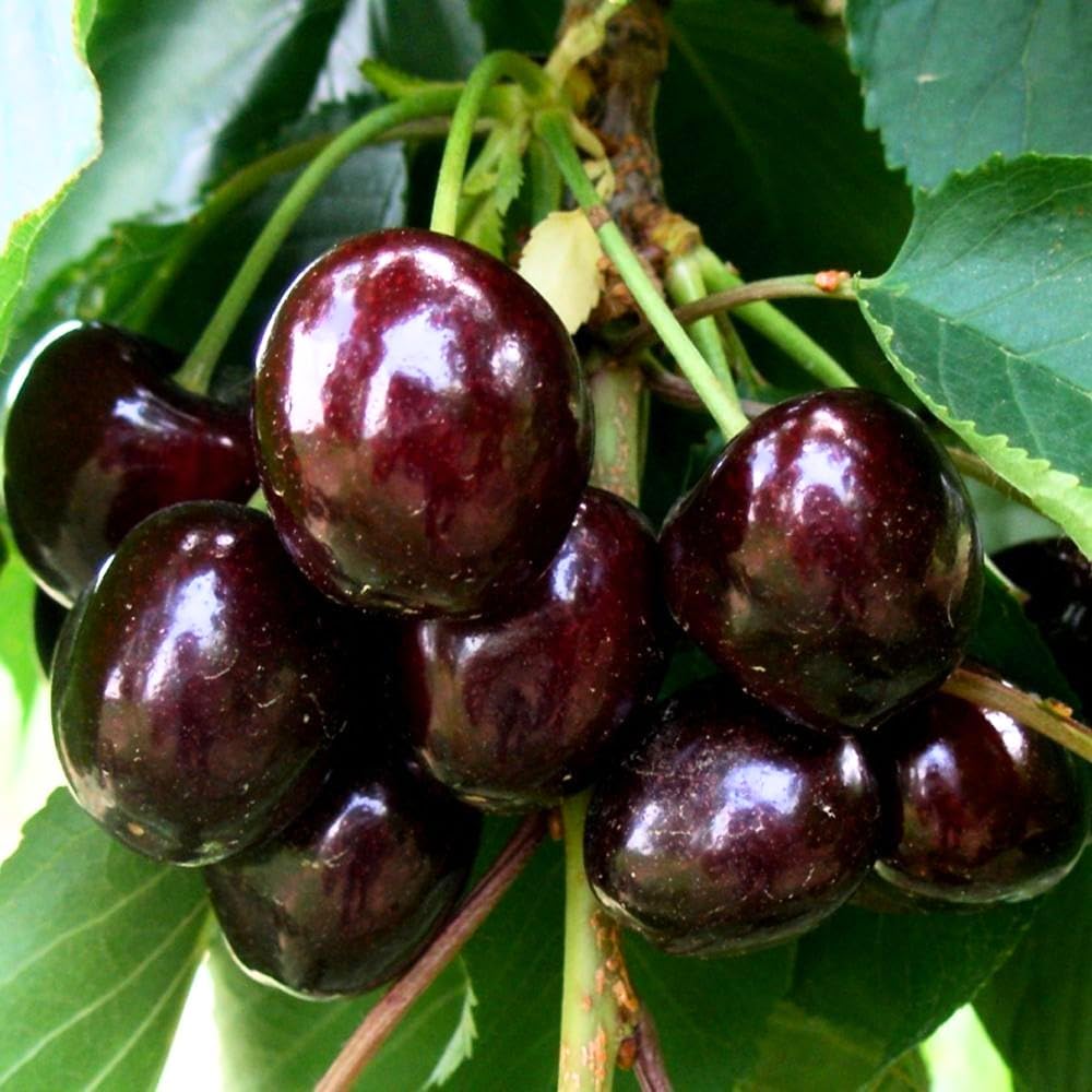 4 Black Cherry Trees Live Plants 1-2 Feet Tall, Cherry Plants Live, Sweet Cherry Fruit Tree, Bareroots Dormant