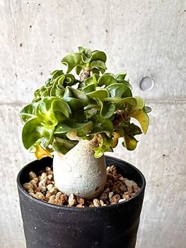 現品限り】アデニウム・DHA 葉巻【G26】 Adenium DHA【植物