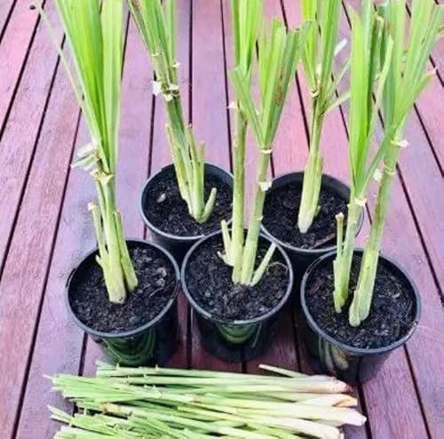 Lemongrass Plants Pack Of 2