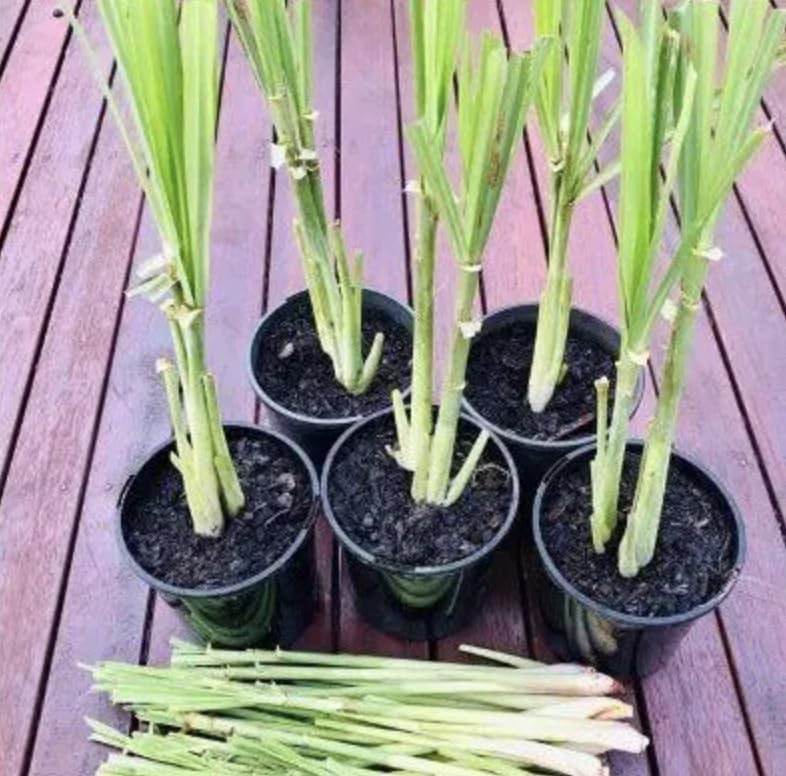 Lemongrass Plants – Pack of 2 Live Lemon Grass Stalks with Roots (6–8” Tall) – Edible,...