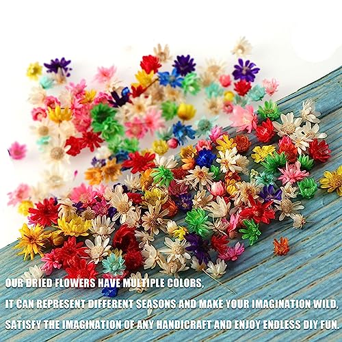 Flores secas, 300 pcs multicolor para manualidades miniatura 3