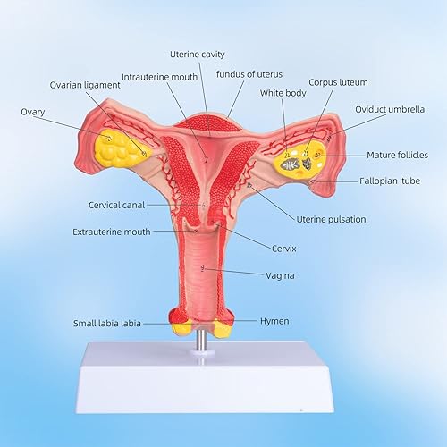 Miniatura 2 de Modelo de útero y ovario humano - Modelo de órgano reproductivo Modelo de ovario de tamaño real