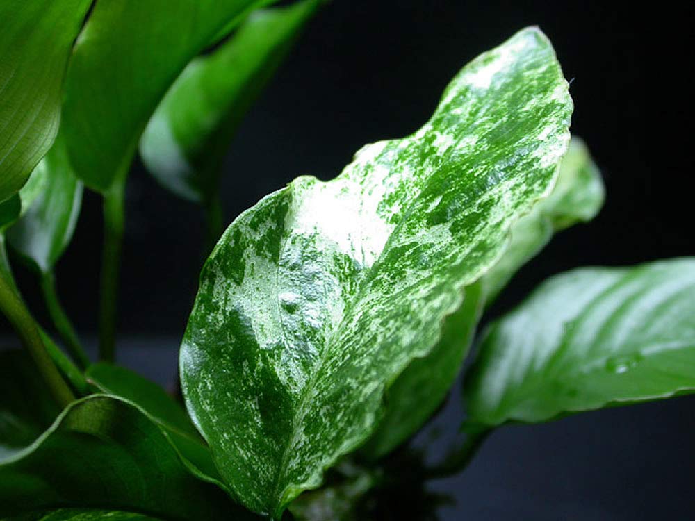 Maalavya Live Aquarium Aquatic Plant Anubias barteri var. glabra variegated ((3 to 5 Leaves)) (B07RX851FJ) Amazon Price History, Amazon Price Tracker