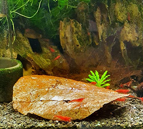 GARNELEN4YOU® Seemandelbaumblätter | Catappa | Premium Langzeitfuttermittel & Wasseraufbereitung | klimaneutrale Verpackung | Garnelen, Krebse, Schnecken (15-20 cm, 20, stück)