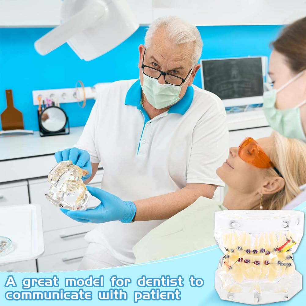 Tipodonto Oral Dental Modelo Dental Ortodóntico Estándar con Dentadura de Resina y Alambre Transparente