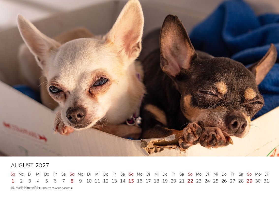 Edition Seidel Kalendarz premium Chihuahua 2027 DIN A4, niemiecki kalendarz ścienny pies pies szczeniak rasa psów zwierząt domowych