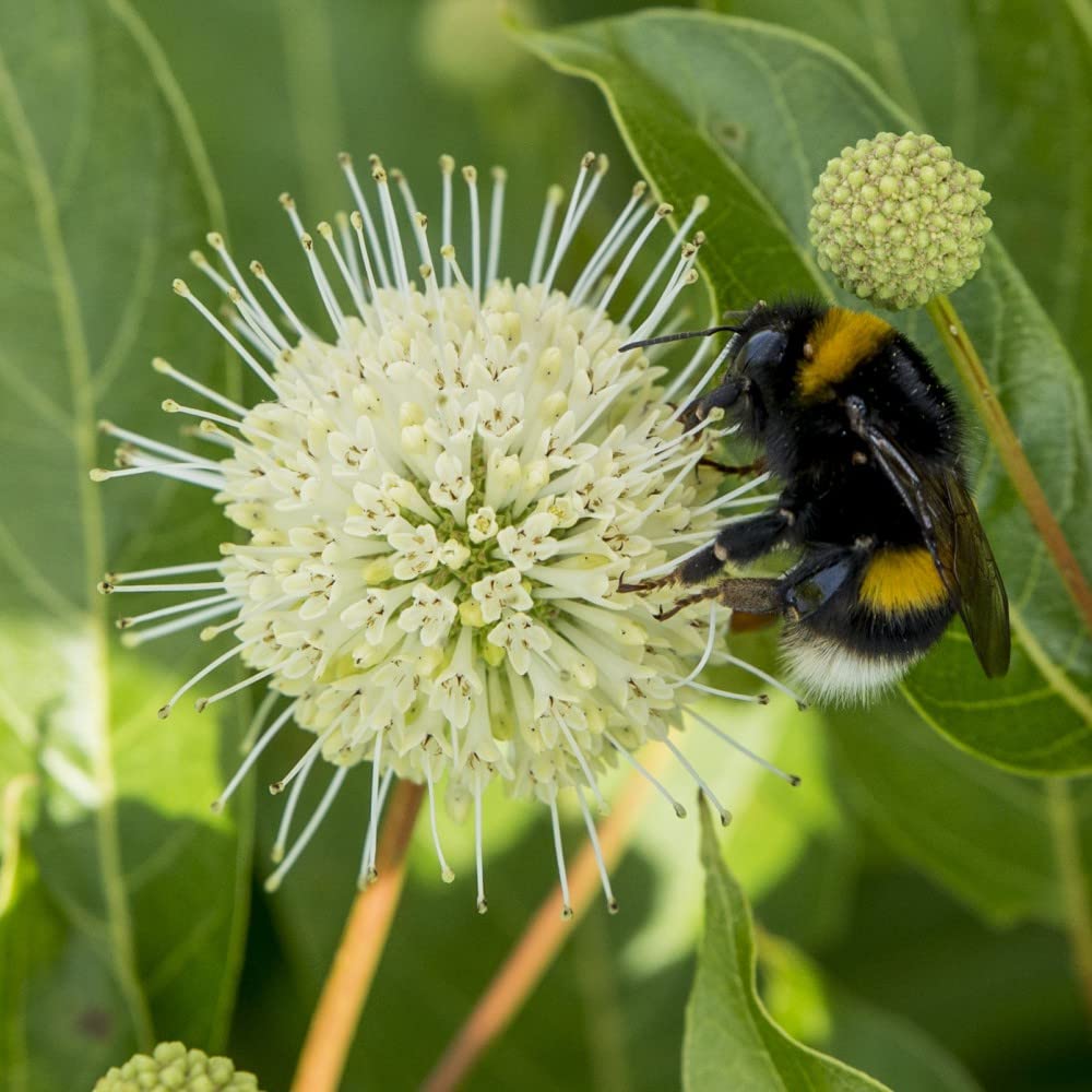 Cephalanthus 'Magical Moonlight' Plants Buttonbush Deciduous Hardy Shrub Fragrant White Blooms Easy to Grow Your Own Garden Flowers 1x 3 Litre Potted Plants by Thompson and Morga