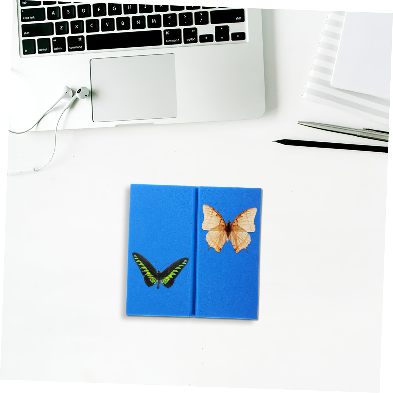 Kit Completo Per Collezione Insetti - 4 Scatole Legno + Accessori Entomologia - Foto 12