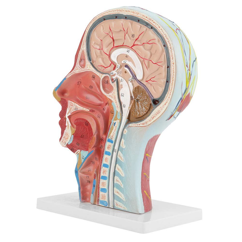 Anatomical Medical Head Model Anatomical Science Education Life size Head Brain Neck Median Section Study Model with Highly Detailed Numbers Marked