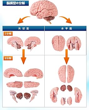 Amazon.co.jp: KIYOMARU ソフトな質感で8分解できる脳模型と