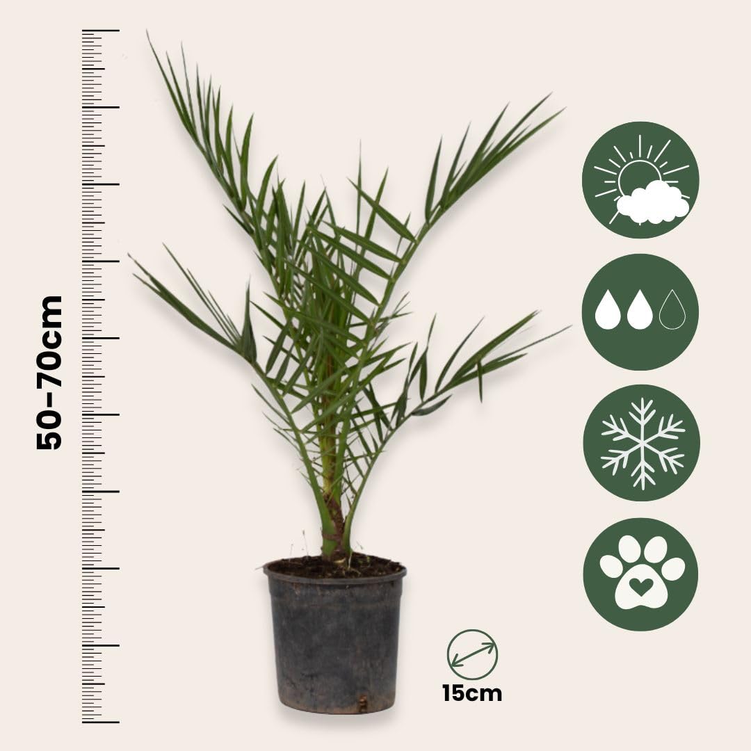 Plant in a Box - Palmiers d'extérieur - Mélange de 3 plantes - Pot 15cm - Hauteur 50-70cm