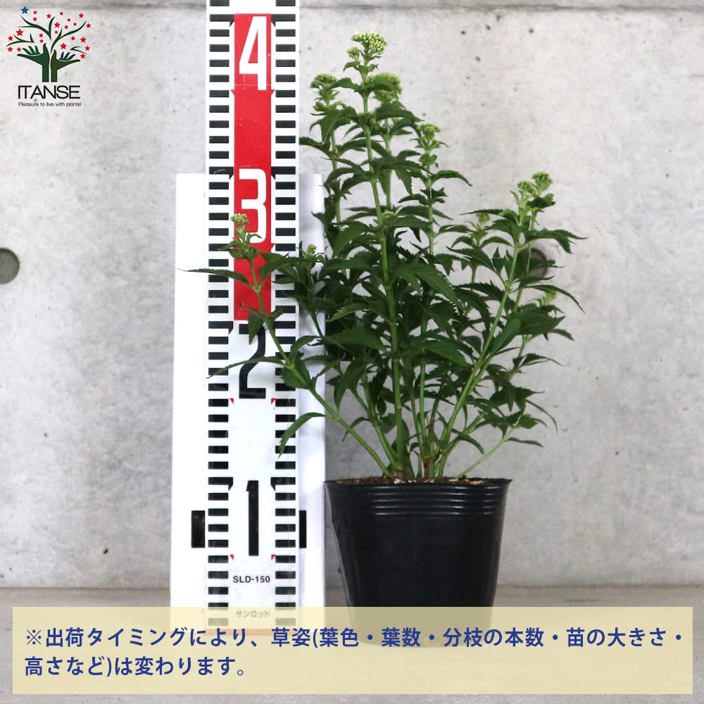 Amazon.co.jp: 藤袴(フジバカマ) 花色：白色 4号ポット【品種で選べる