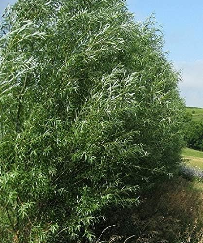 Huge 5 Foot Tall Hybrid Willow Cuttings - Best Privacy Hedge Row Trees - Fast Growing (2 Huge Cuttings)