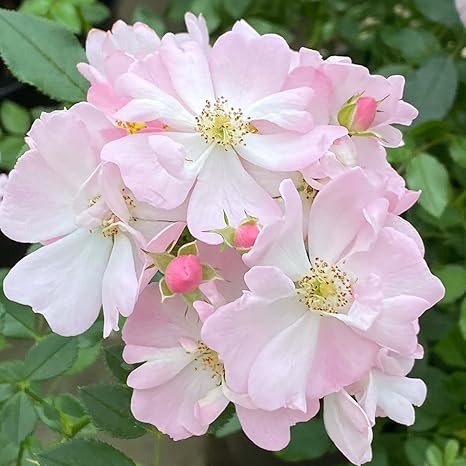 ハナラン様専用」 バラ苗 い〇り&シャ〇―ル 薔薇 苗 www.supercreativa