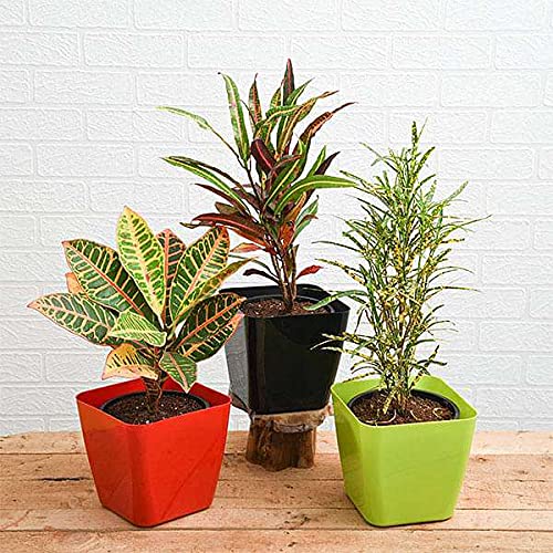 InGreen Croton Indoor Live Plant || Petra-Mammy-Gold Dust || For Home Decoration as well Natural Air Purification || Pack Of 3. (B09FM5CZL8) Amazon Price History, Amazon Price Tracker