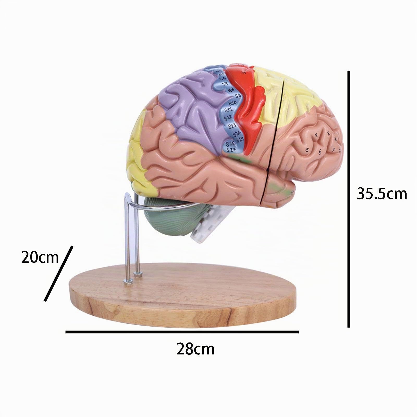 MagiDeal Cerebro Humano Agrandado 2X - Modelo Médico de Enseñanza Anatómicamente Preciso con Base, 4 Partes para Psicología