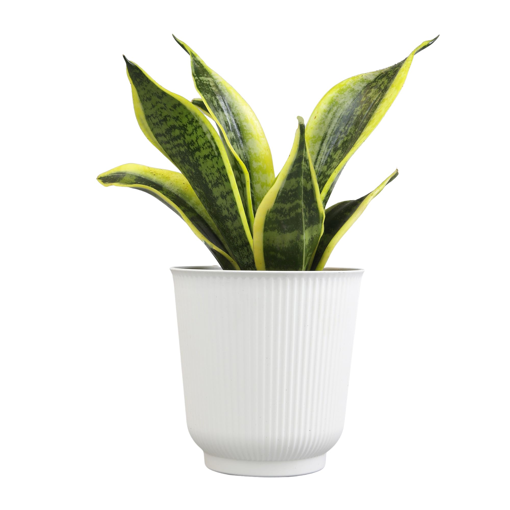 Altman Plants Sansevieria Superba Snake Plants