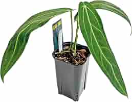 Anthurium warocqueanum アンスリウムワロクアーナム Amazon|アンスリウム ワロクアーナム 3.5号 アーバンジャングル
