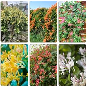 Generic Geißblatt Kletterpflanze Samen Mix, 650 Stk.