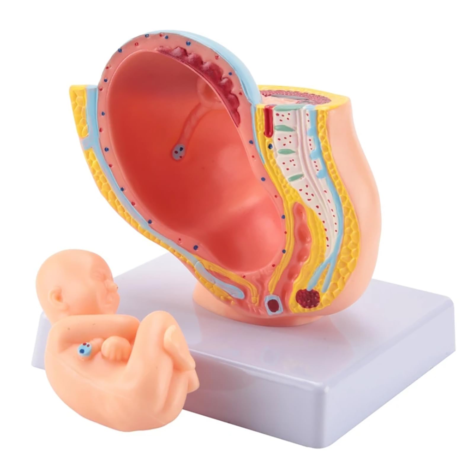 GTHTUHFD Pregnancy Anatomy Model, Pregnancy Pelvis Model, Pregnancy 9 Month Baby Model, Human Fetal Development Model For Medical Teaching Tools