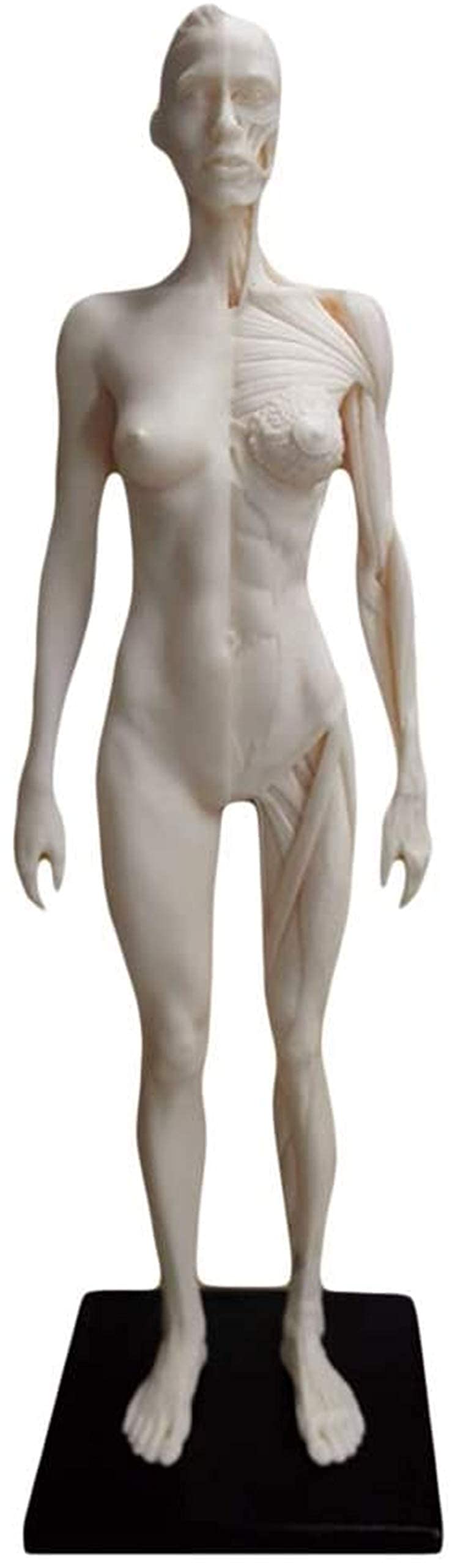 Figure D'anatomie Féminine Et Masculine De 11 Pouces - PU Material Modèle De L'os Musculaire Anatomique Humain - Modèle D'anatomie Musculo-Squelettique Humaine - pour Le Dessin d'artiste Médical