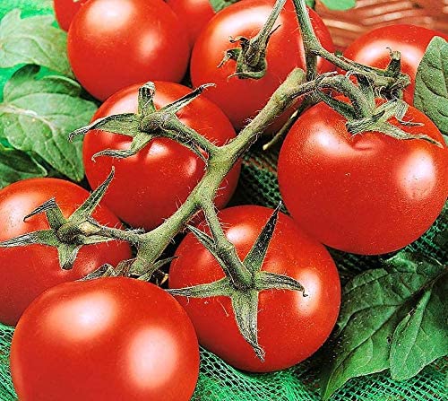 Non Gmo F1 Hybrid Tomato Seeds For Planting Tamatar Seeds VS817