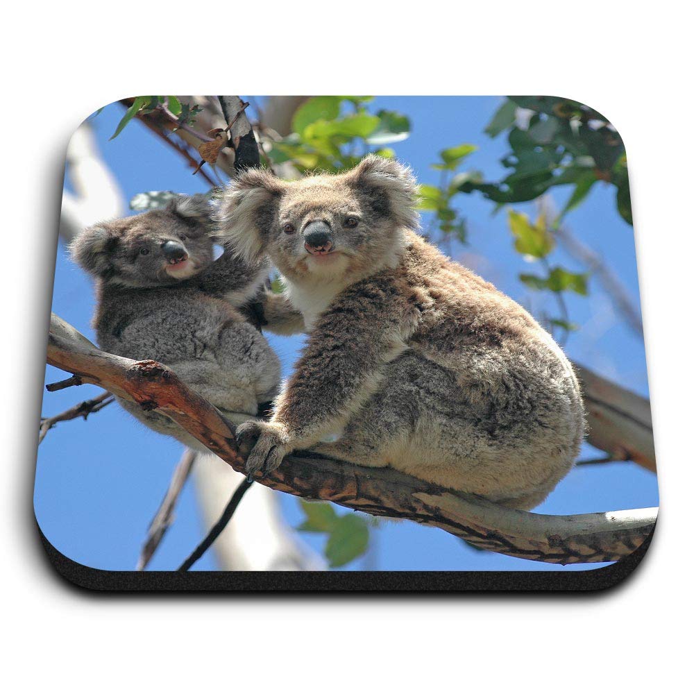 Destination Vinyl Ltd Multicolor 1 X Square Mdf Fridge Magnet - Mother & Baby Koala Bear Bears 15832
