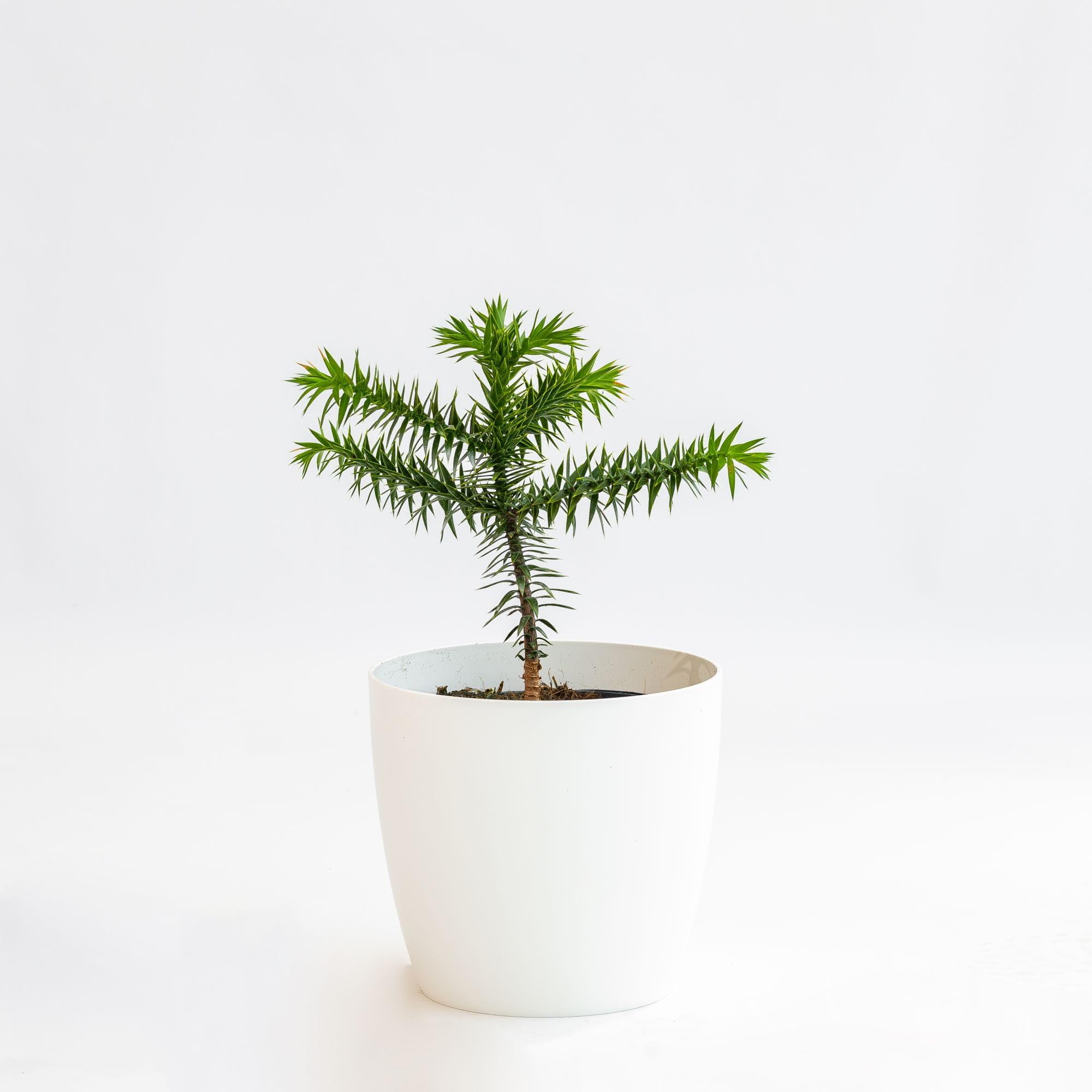 Vivai le Georgiche - Pianta vera di Araucaria araucana Araucaria imbricata Pino del Cile - vaso Ø 19 cm - altezza alla vendita 30-40 cm