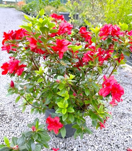 Azalea Flower Plant | Live Rhododendron Double Red Plant for Home...