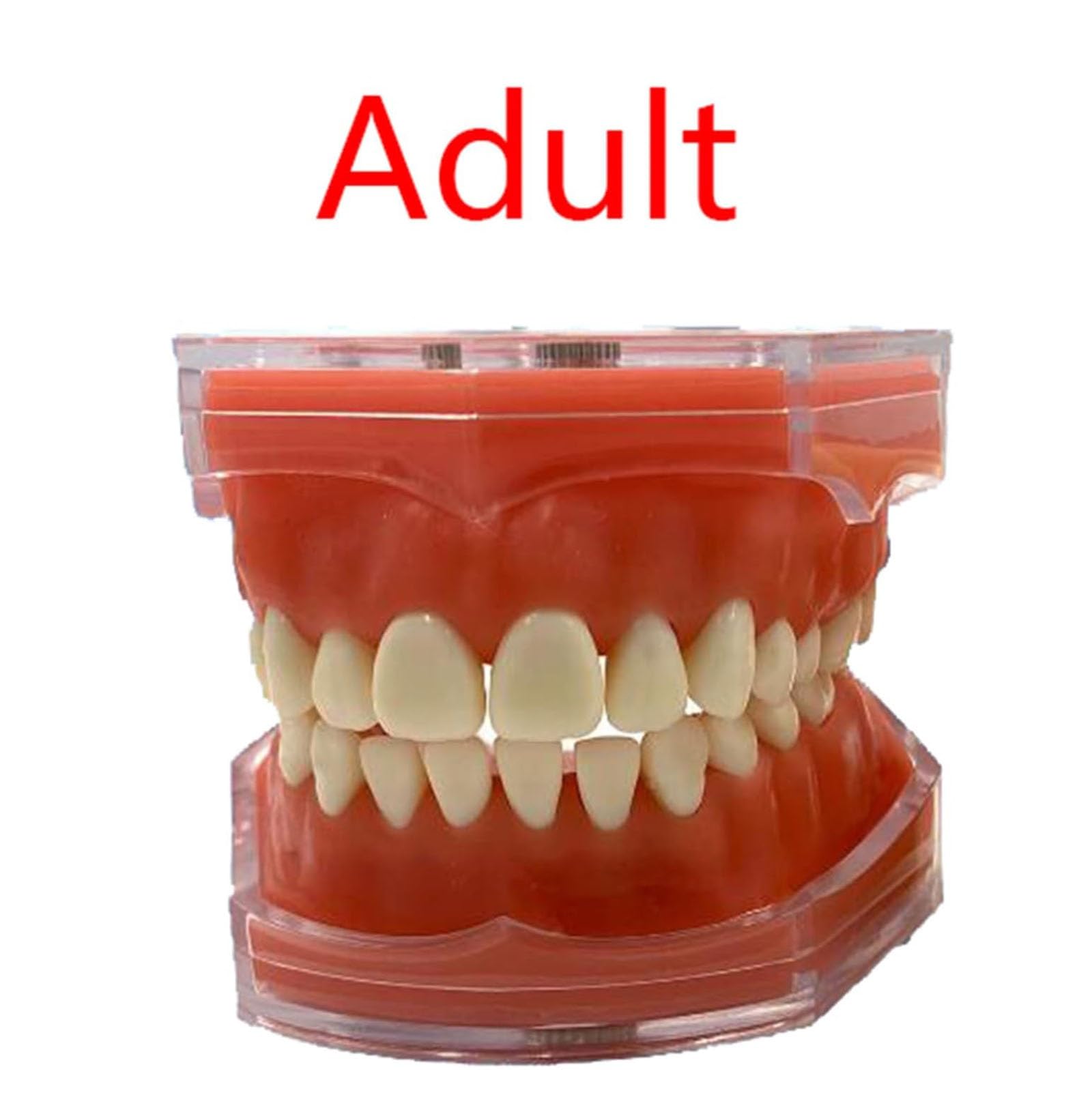 Dentystyczny model demonstracyjny zębów dla dorosłych, standardowy model jamy ustnej dla dorosłych z 28 wyjmowanymi zębami, narzędzie do nauki higieny jamy ustnej
