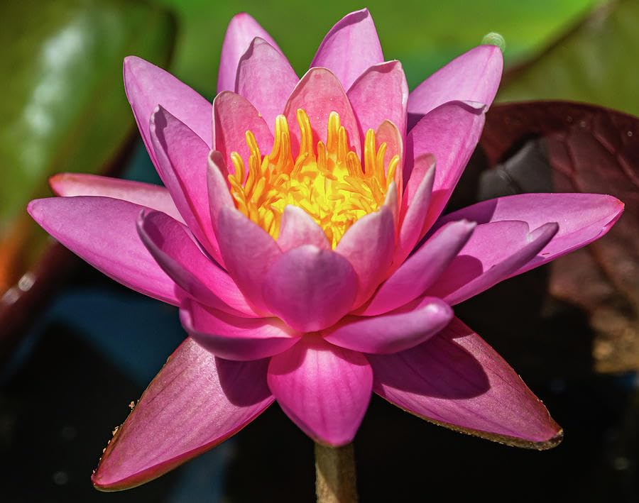 Image of PINK NELUMBO NUCLEAR. LOTUS. PODDO FLOWER PLANT)