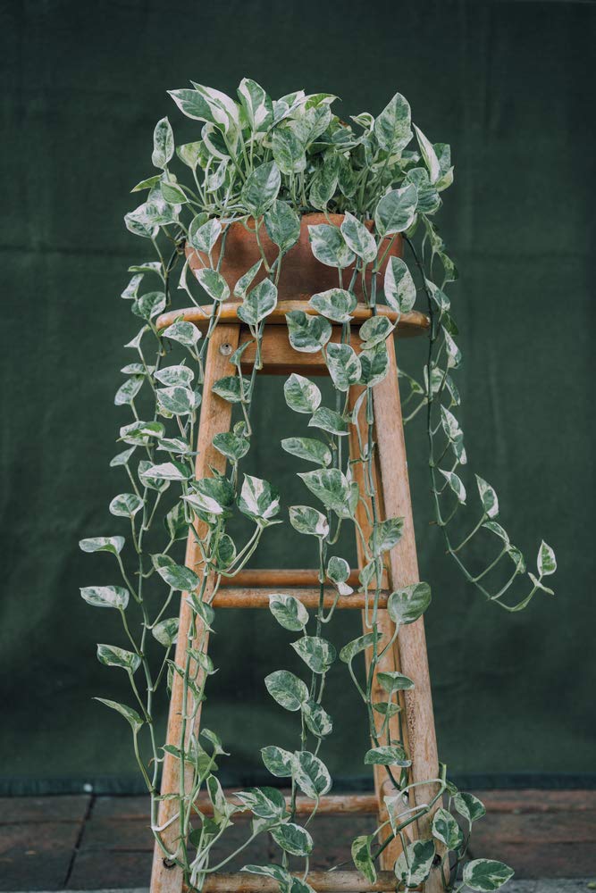 Bloomique - Juego de 2 - Scindapsus Aureum - Hiedra - Planta colgante - Plantas de interior - Plantas trepadoras para interiores - Fácil de limpiar - Purificación del aire - Altura 20-30 cm - Maceta