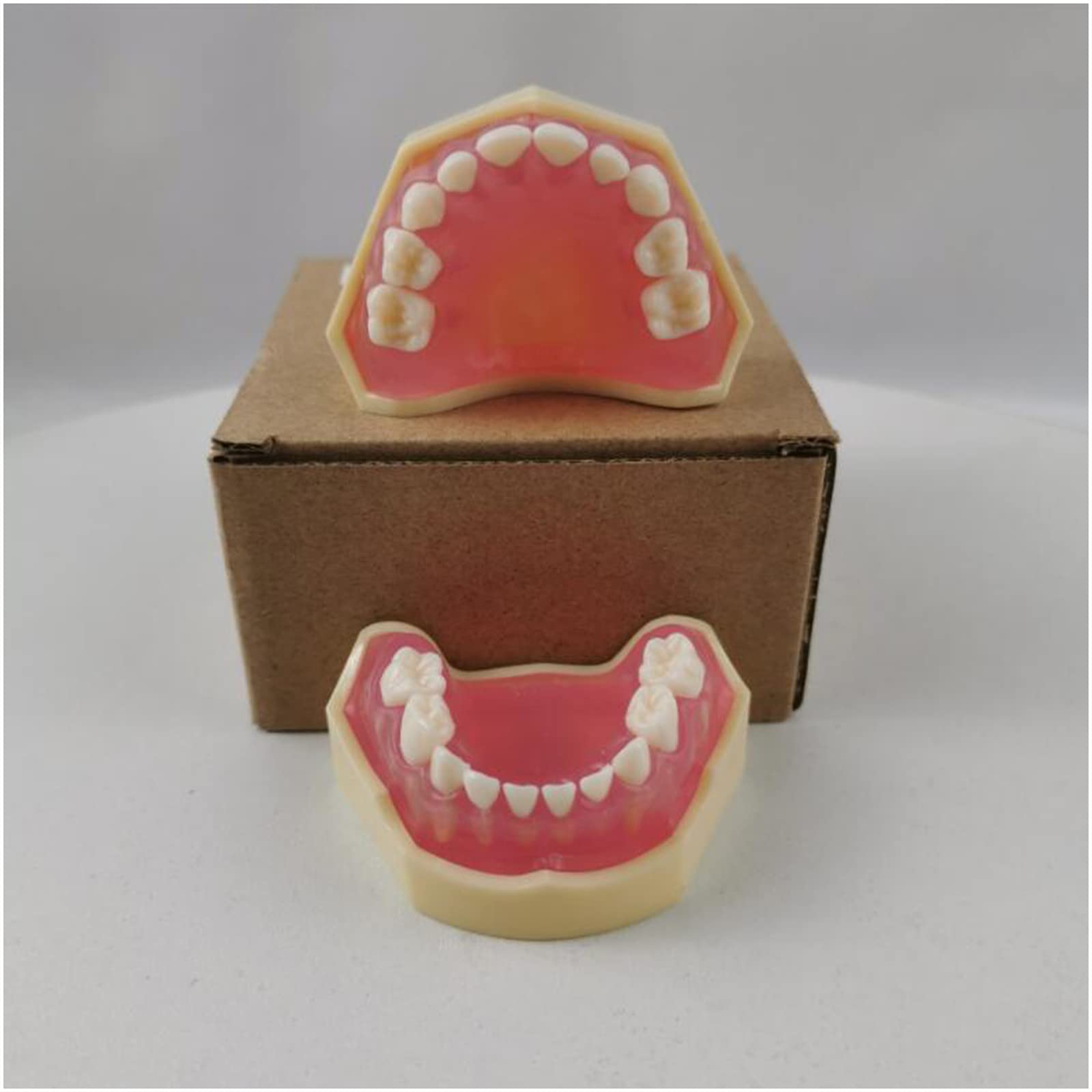 Modello dimostrativo Dentale Modello di Denti per Bambini Modello di Denti Rimovibili per l'insegnamento Dentale o la Cura Orale