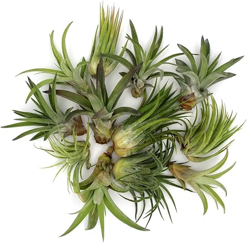 Miniatura 7 de Juego de terrario de cuenco de montaña de cristal de 6 pulgadas con arena, copos dorados y 3 plantas de aire Tillandsia vivas para jardines