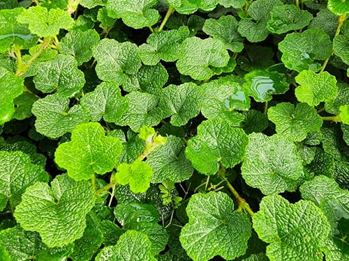 Greenwood Nursery: Live Ground-Cover Plants - Creeping Raspberry + Rubus Calycinoides - [Qty: 1x Pint Pot] - (Click for Other Available Plants/Quantities)