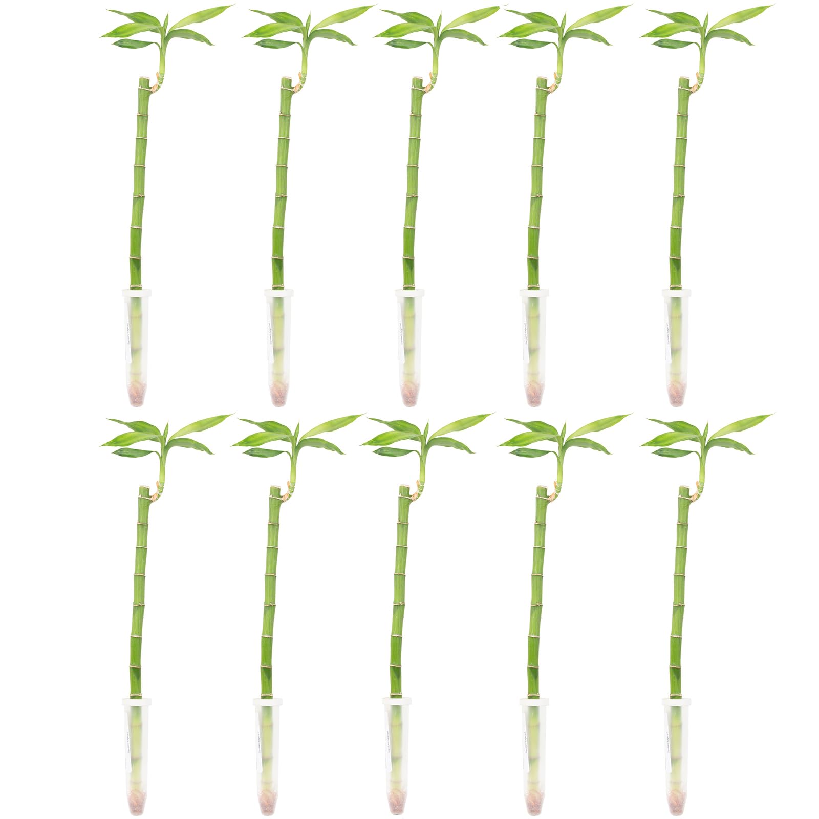 10er-Set Glücksbambus gerade - Höhe ca. 50 cm, Topf-Ø 5 cm - Lucky Bamboo